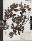 Foto von Salix glabra Scop. x Salix nigricans Sm.